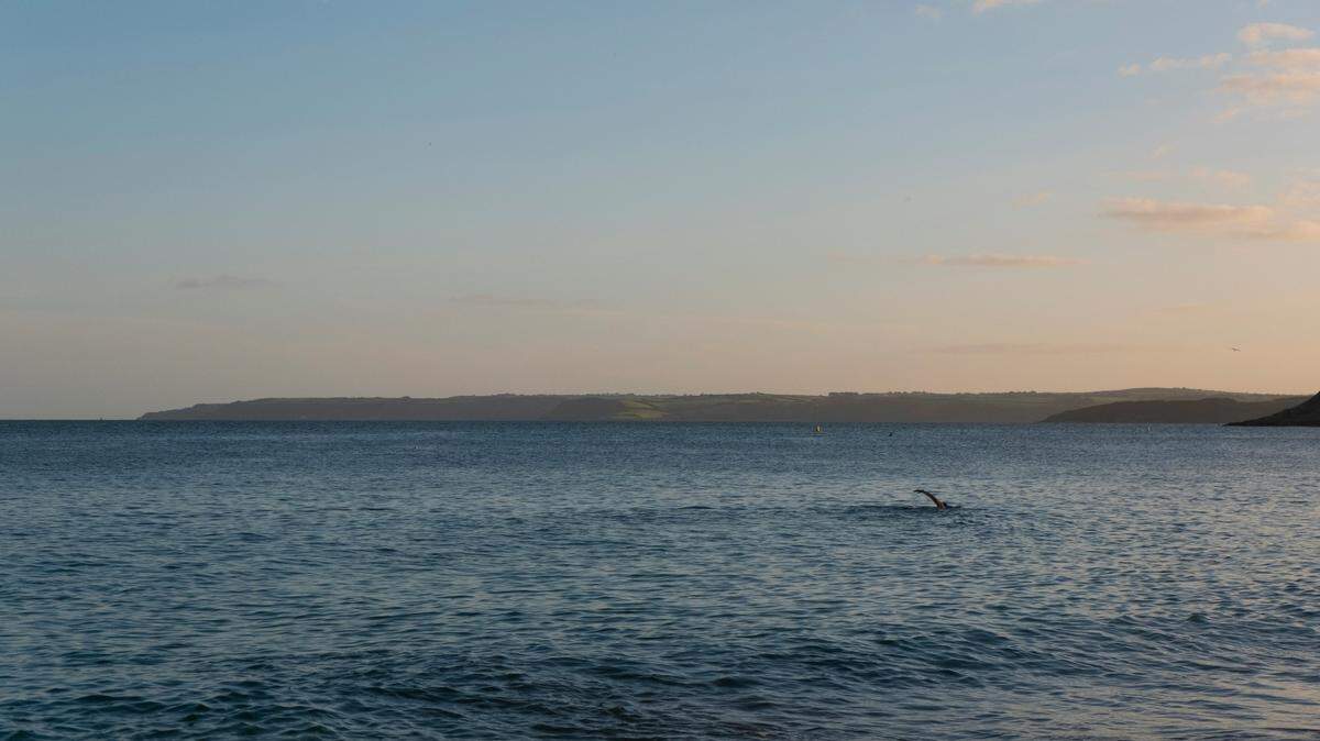 A pod of Risso’s dolphins treated boaters to a “stunning display” off the coast of Falmouth, England, photos and videos show.
