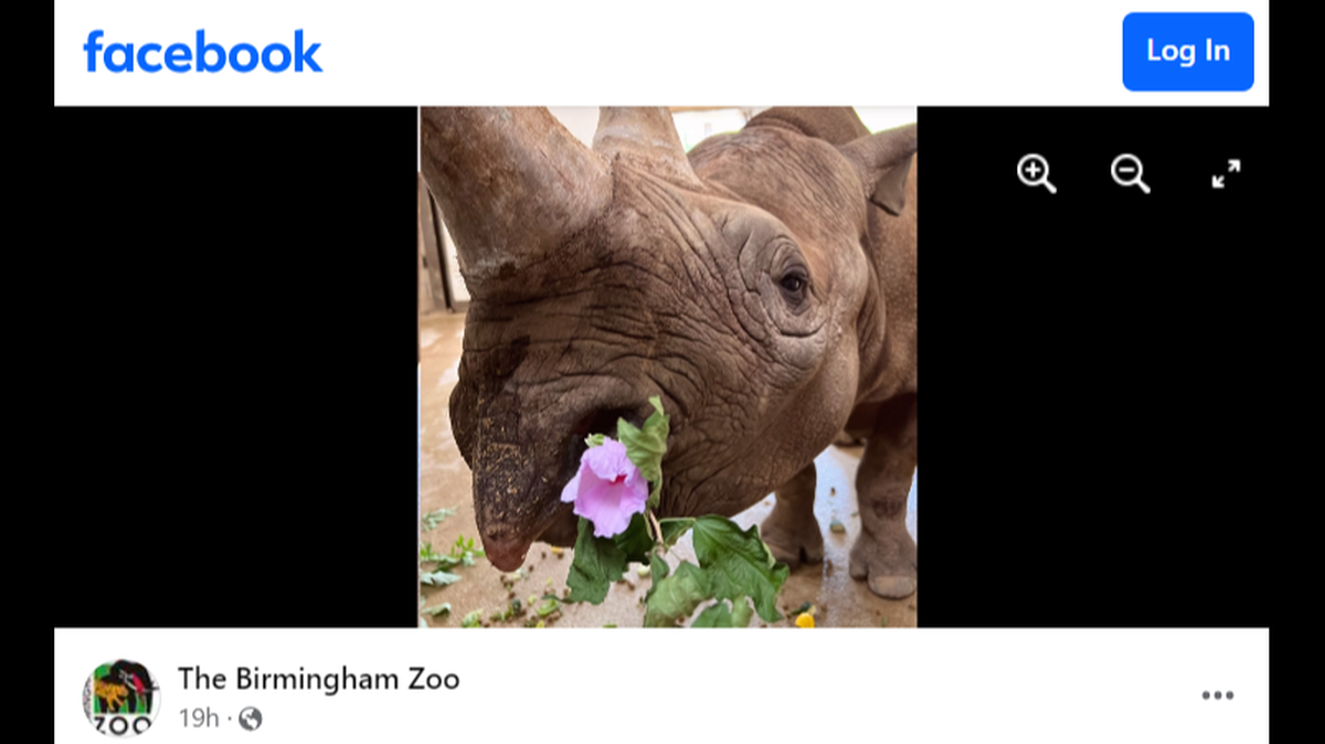 There is only one Eastern black rhinoceros left at The Birmingham Zoo following Moyo’s death, staff said.