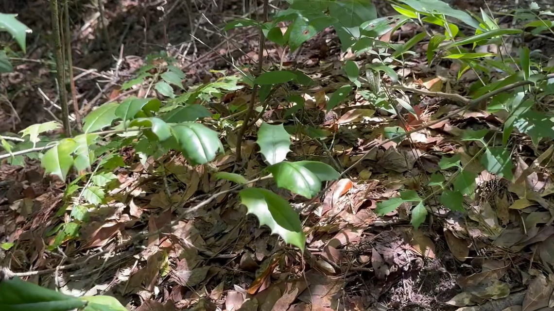 A highly venomous snake is hiding in plain sight in this photo. Can you spot it?