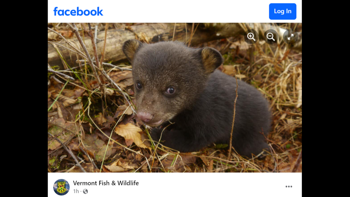 The baby bear may have been hypothermic, Vermont wildlife officials said.