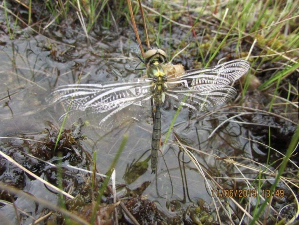 The Azure hawker dragonfly