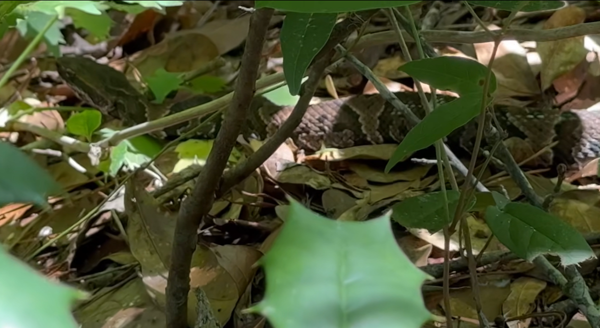 The venomous snake is stretched out with its head lifted, the video shows.
