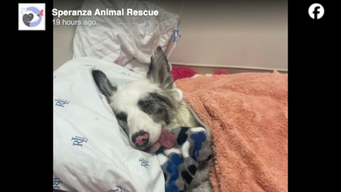 A dog named GI Joe was rescued after being discovered abandoned in a box in Pennsylvania.