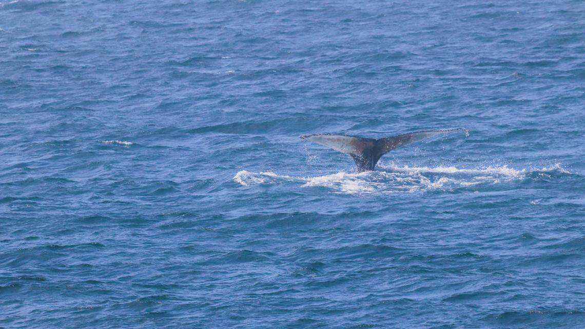 A baby humpback whale (not the one pictured) entangled in shark control netting was rescued off the coast of Australia, video footage shows.