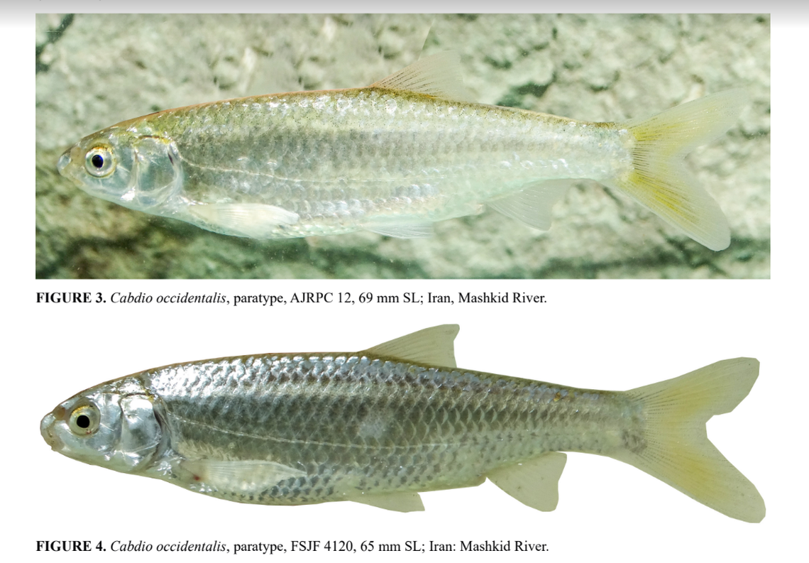 The fish are known to dwell in at least four rivers in Iran, researchers said.
