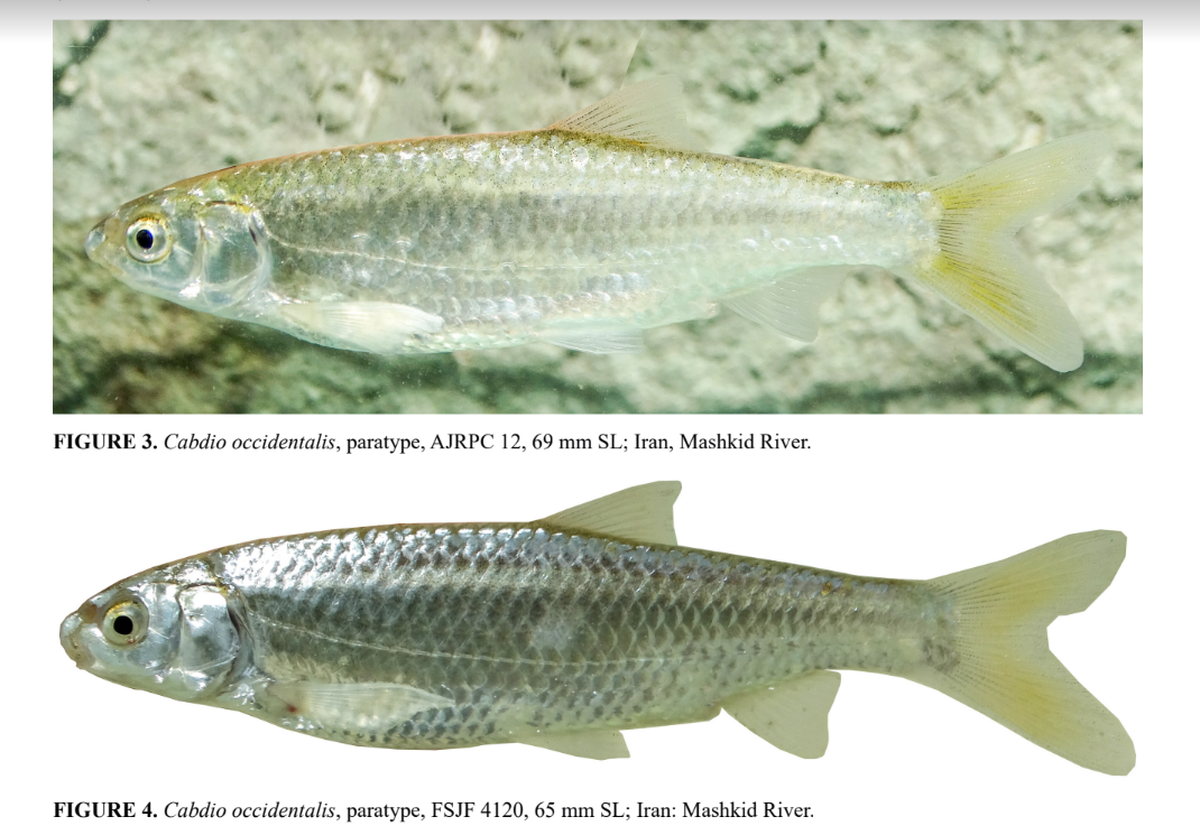 The fish are known to dwell in at least four rivers in Iran, researchers said.