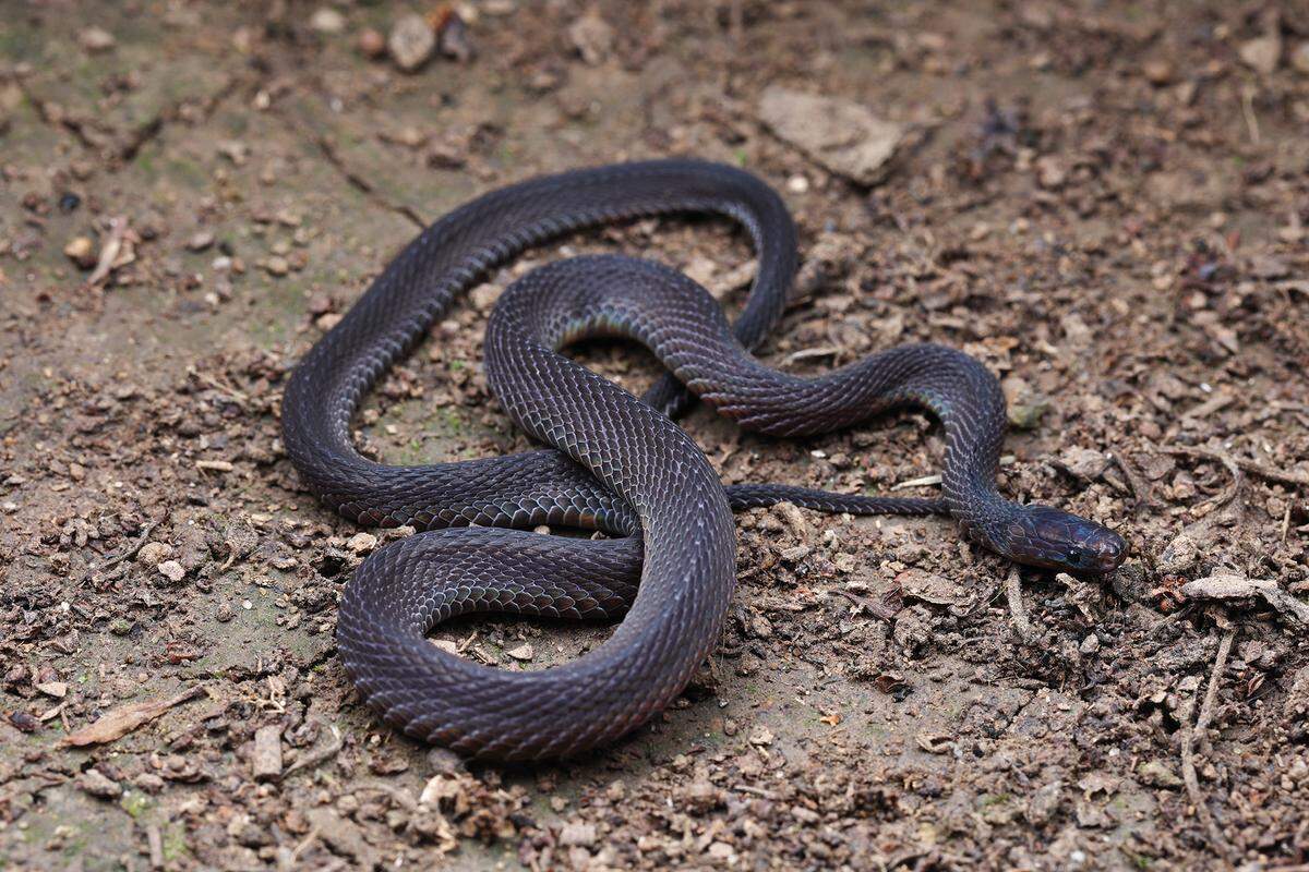 Adult male Achalinus sheni