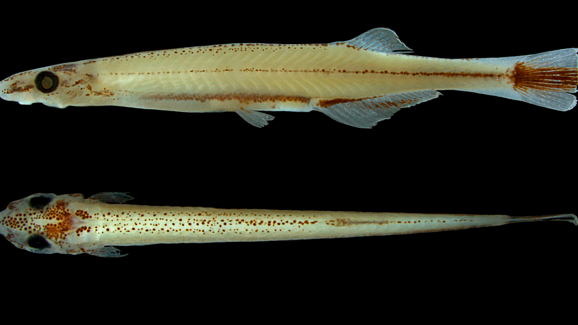 A new species of miniature catfish was discovered in Brazil, according to a new study.