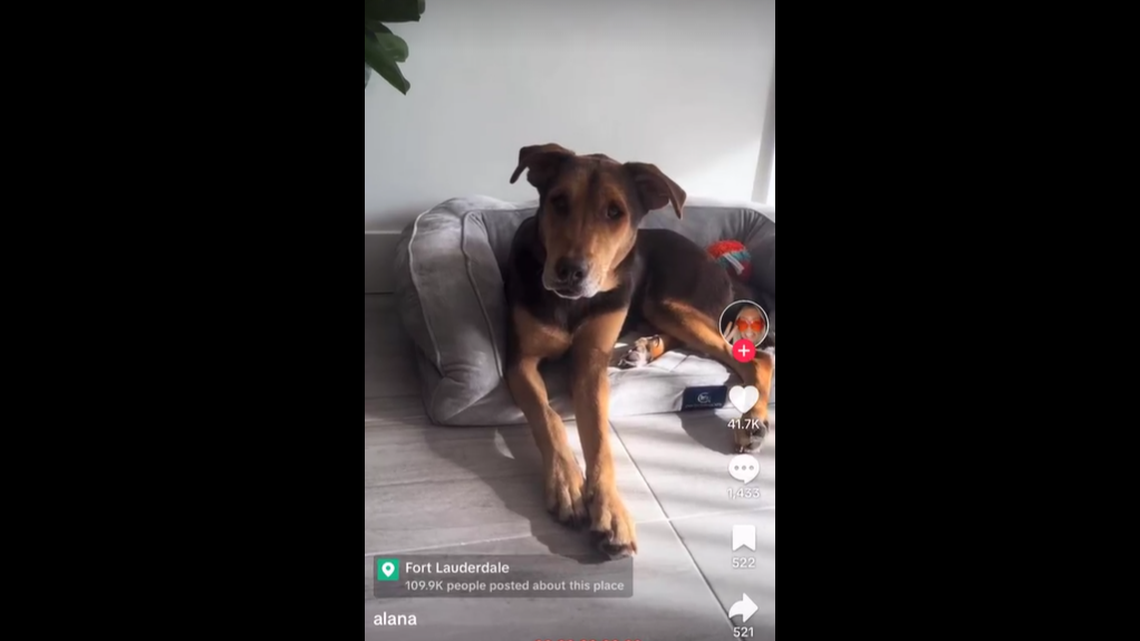 “Foster fails” are taking over TikTok.