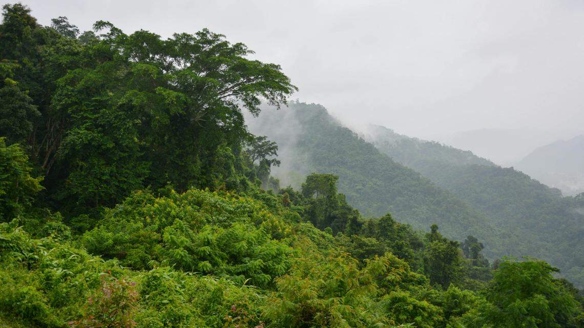 Two leopards, believed to be a mother-cub pair, were recently spotted in a national park in Thailand, video footage shows. The predators are rarely seen, park officials said.