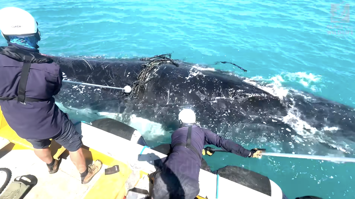 A “heavily entangled” humpback whale was rescued off the coast of Australia during a “complex” operation, video footage shows.