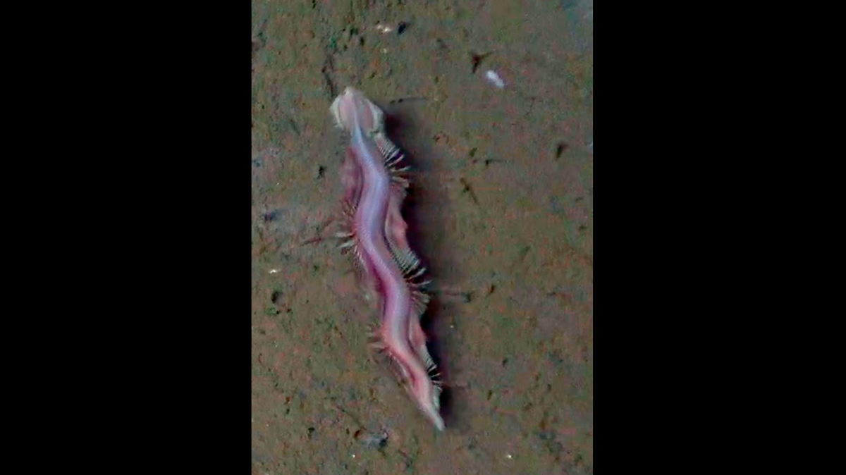 The specimens were captured in a submersible over a half-mile below the ocean surface, researchers said.