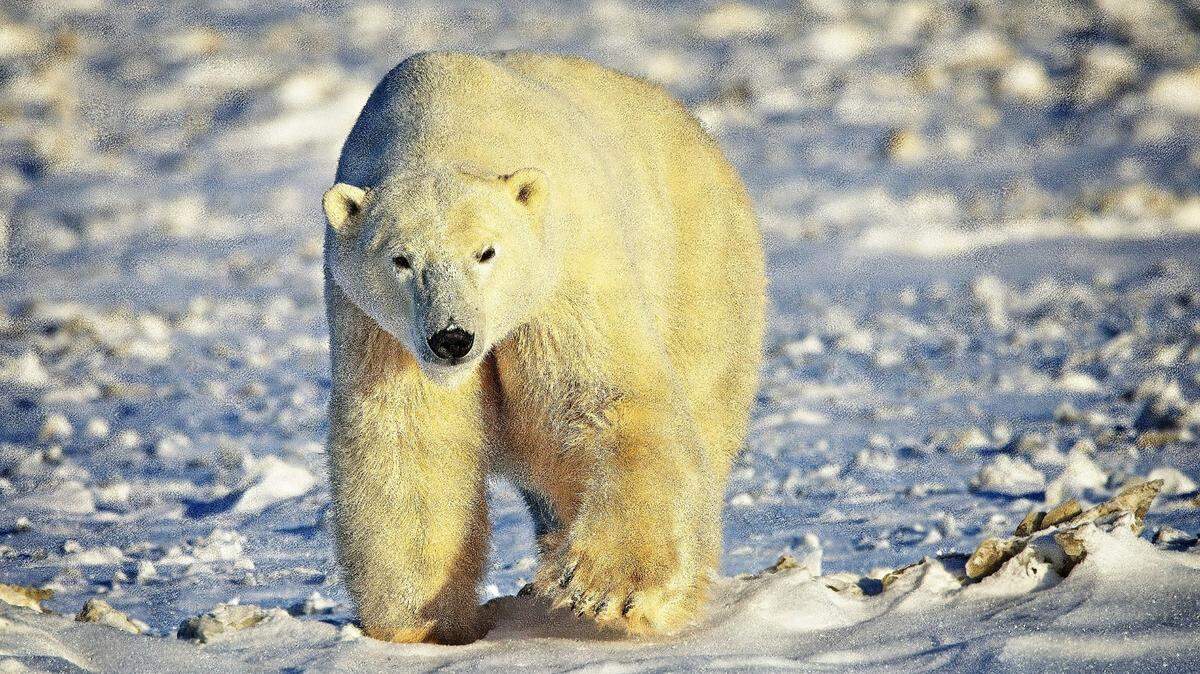 A polar bear (not the one pictured) lunged at a woman in her driveway — then her husband leapt onto it to prevent the attack, Canadian police said.