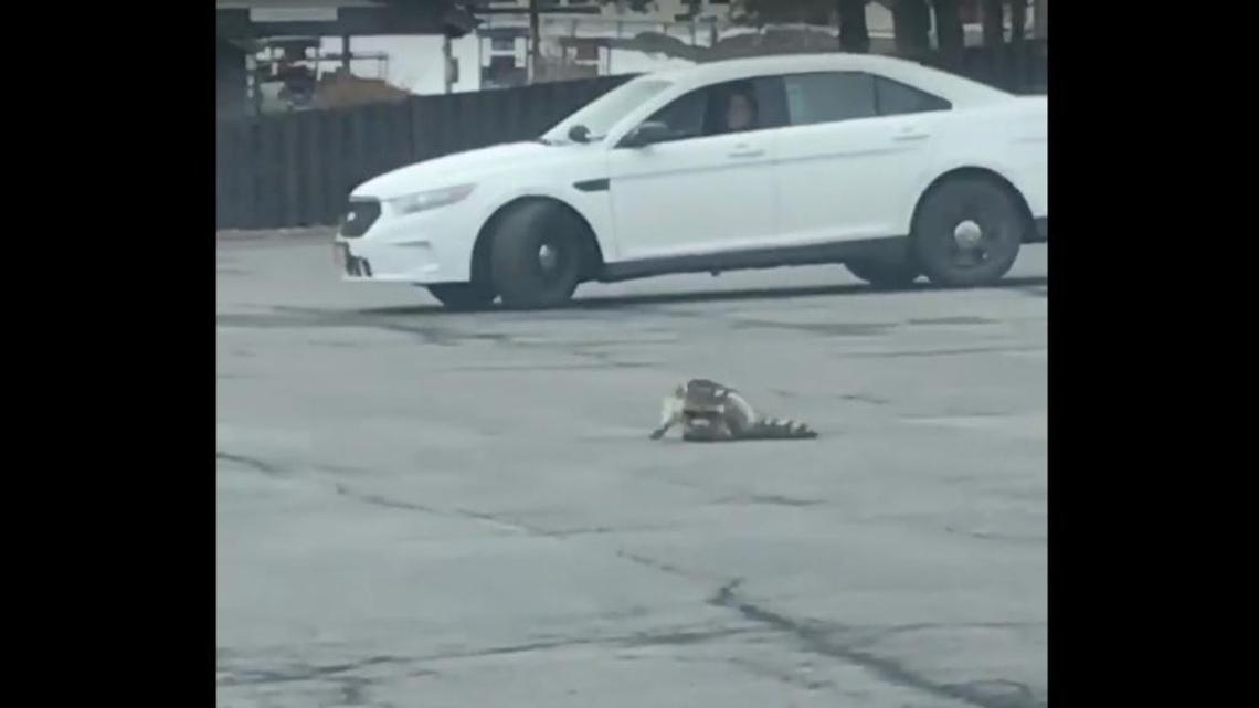 Police in Ravena, New York, were caught on video repeatedly charging in their vehicles at a raccoon on Monday after police say they got calls about a rabid raccoon and couldn’t safely discharge a firearm in the area.