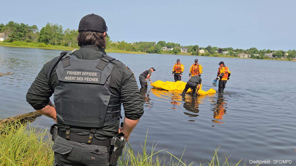 A 12-foot pilot whale was rescued after stranding on a riverbank in Nova Scotia, Canada, officials said.