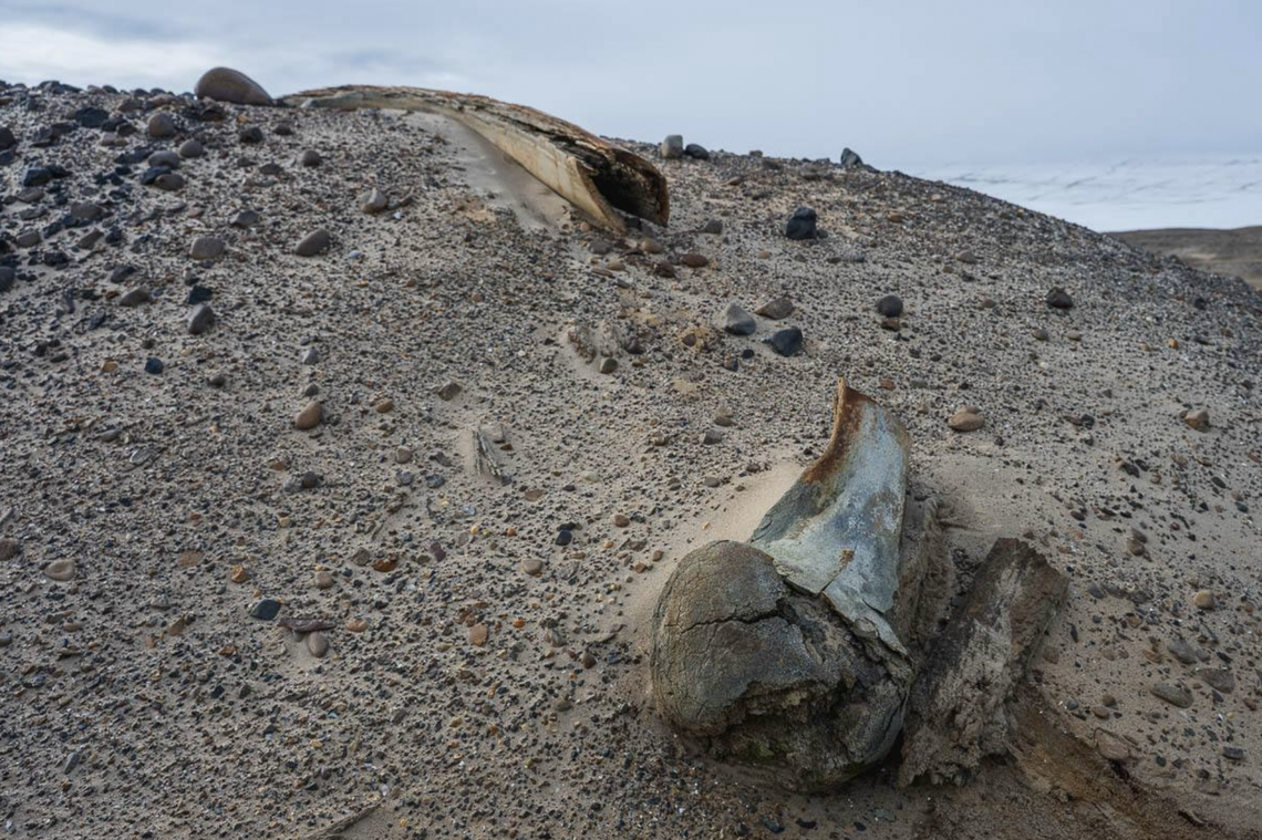 The bones indicate a period of extremely rapid sea level change sometime in the last few thousand years.