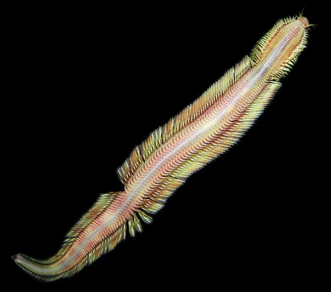 The worms, which measure around four inches long, have “pincer-shaped jaws,” which can extend to capture prey.