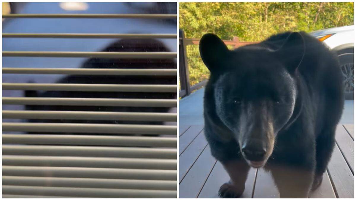 A black bear helped itself to breakfast in a Tennessee cabin, according to a Facebook post.