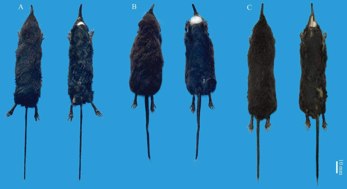 The species is distinguished by its “chocolate” fur and “very long” snout, researchers said.