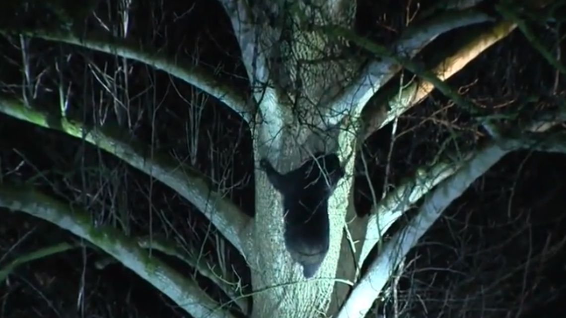 A bear attacked a woman who was outside with he dog, Pennsylvania authorities say.