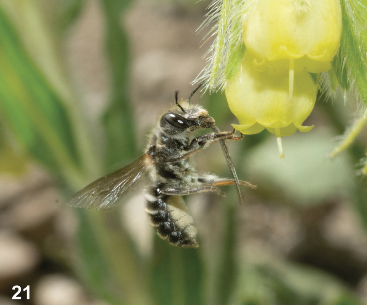 The proboscis, a mouth-like, sucking nose, is as long as the body of the bee, researchers said.