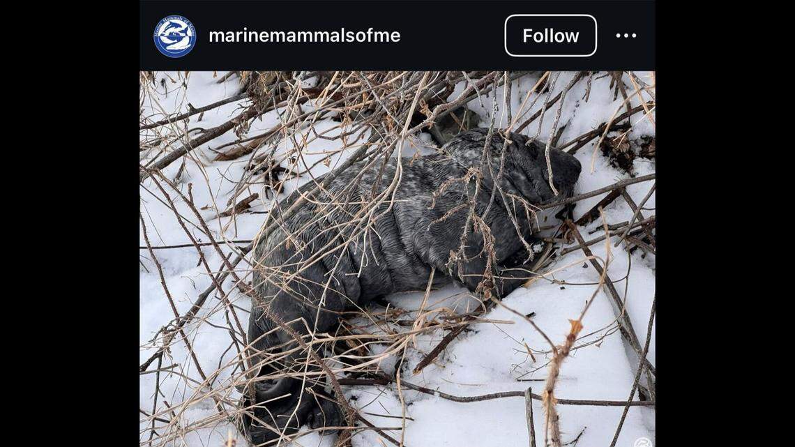 A baby seal was rescued from a thorn bush, Maine officials said.