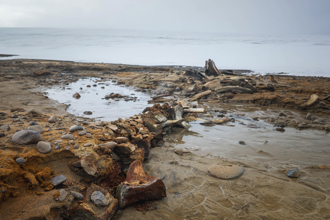The bones were found in Franz Josef Land, a Russian archipelago in the Arctic.