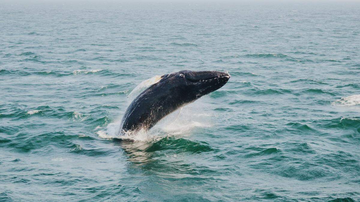 As few as 7% of male humpback whales in the south Pacific Ocean sire offspring, according to a new study.