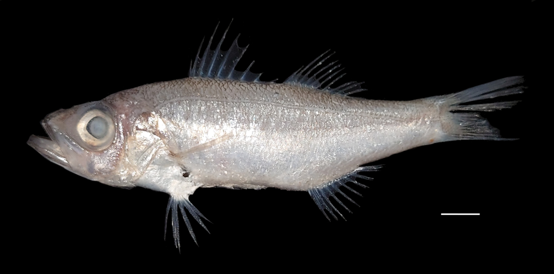 Specimens of the new species, named Malakichthys formosus, were caught at a depth of between 300 and 400 meters, researchers said.