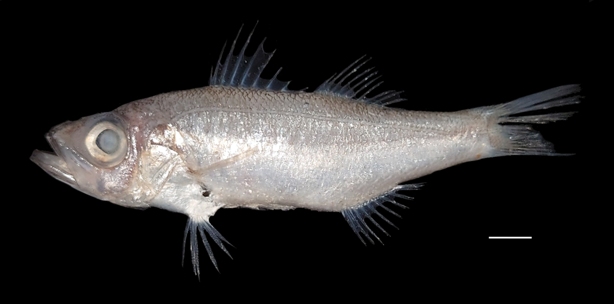 Specimens of the new species, named Malakichthys formosus, were caught at a depth of between 300 and 400 meters, researchers said.