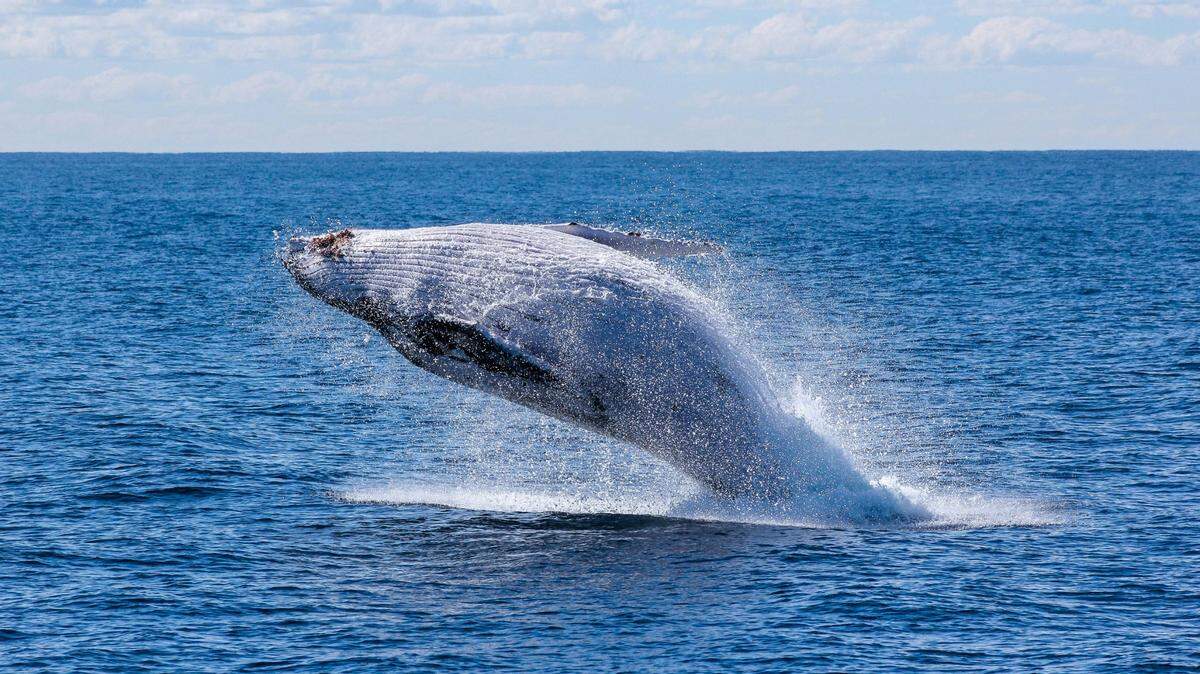 Some of the first-ever evidence of blue whale reproduction has been documented in the Pacific Ocean, according to new research.
