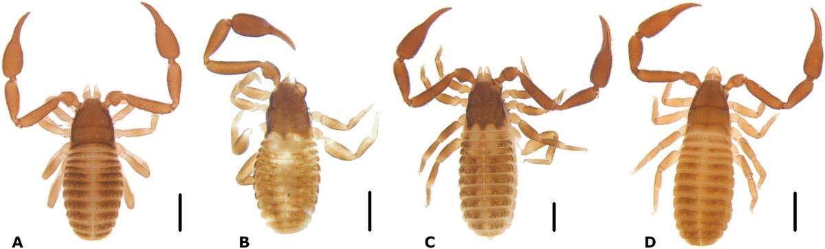 The new species, pictured on the far left, was named after the bats it was found near, researchers said.