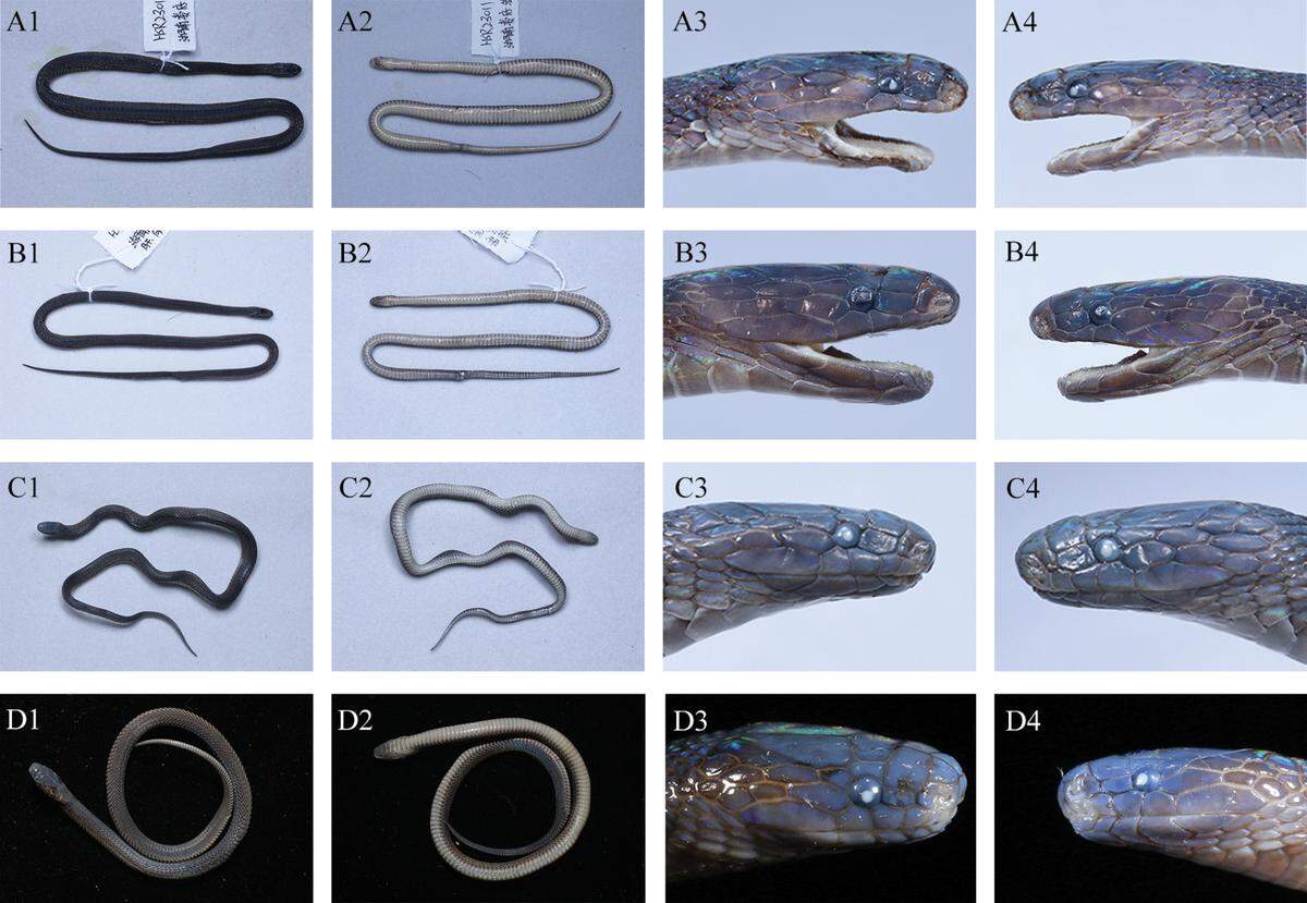 A. adult male, B. adult male C. sub adult male D. juvenile male