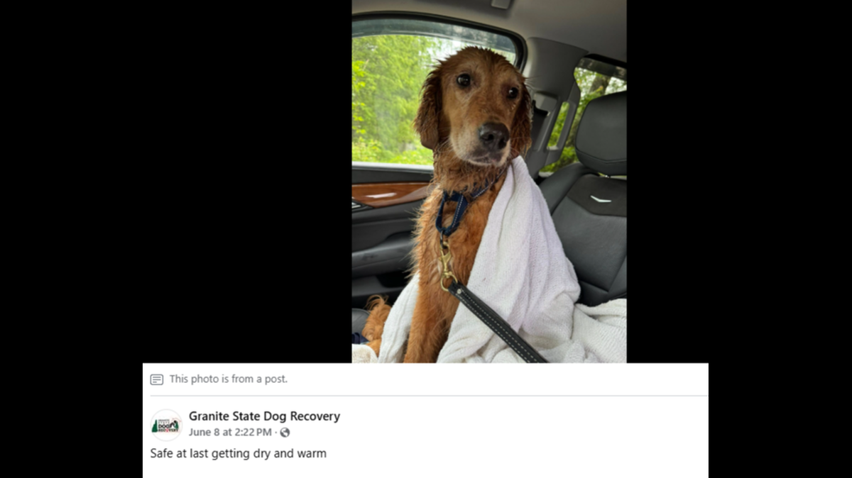 Harper, a pup who’d been missing for 32 days, was found, a New Hampshire animal shelter said.