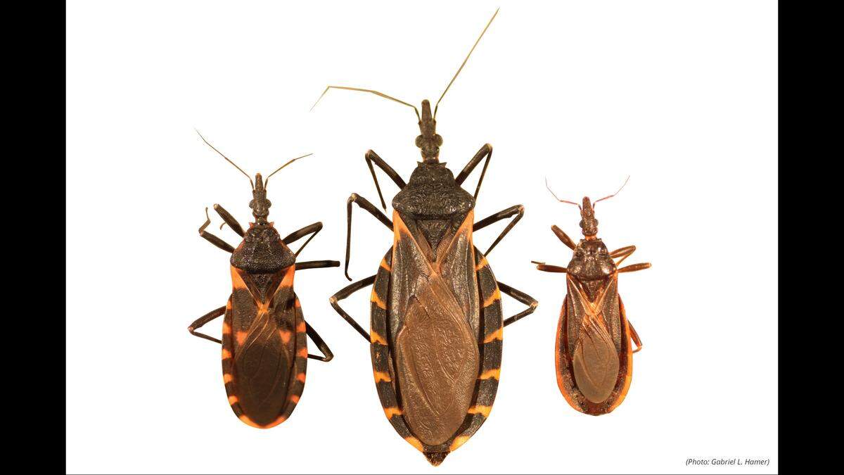Three different species of kissing bugs.
