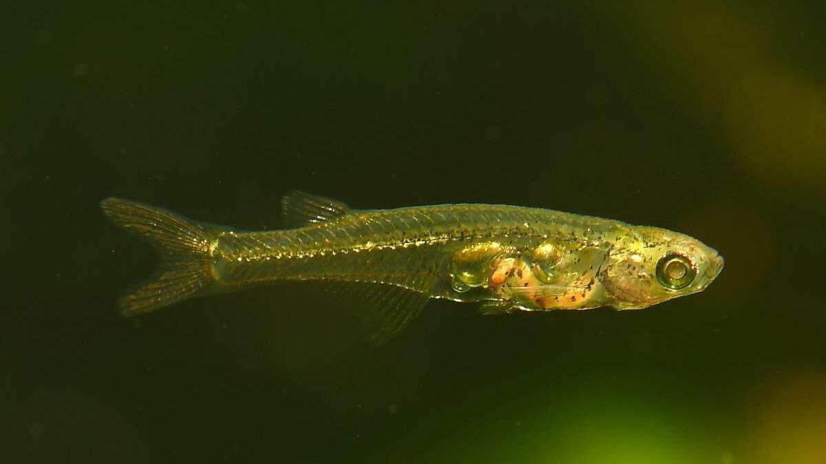 A new study shows that Danionella cerebrums are able to generate noise levels of over 140 decibels.