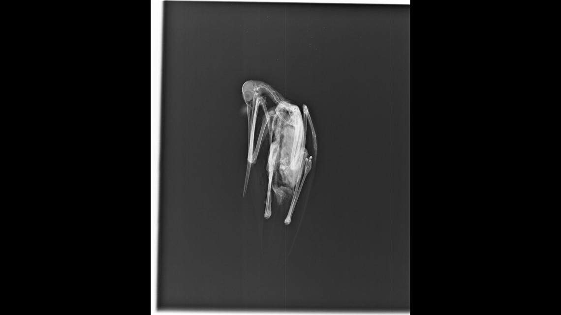 The bird was sent to a laboratory in New Hampshire to find a cause of death, Vermont wildlife officials said.