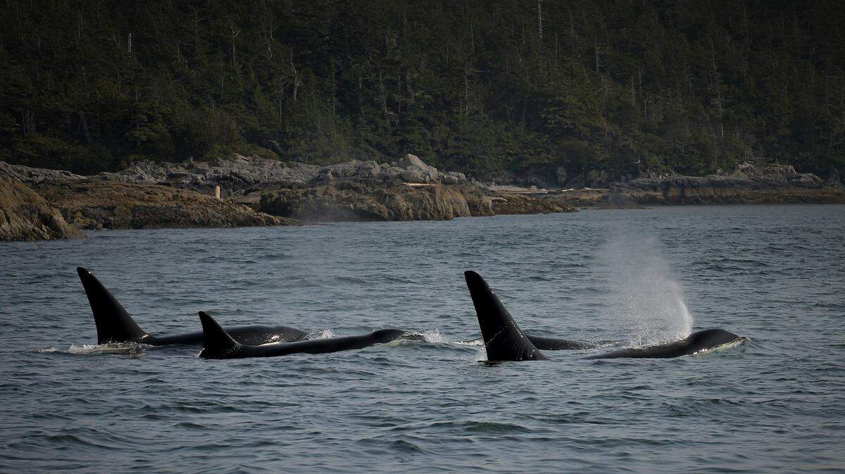 Orcas have been seen using seaweed to make tools to groom one another, according to a new study.