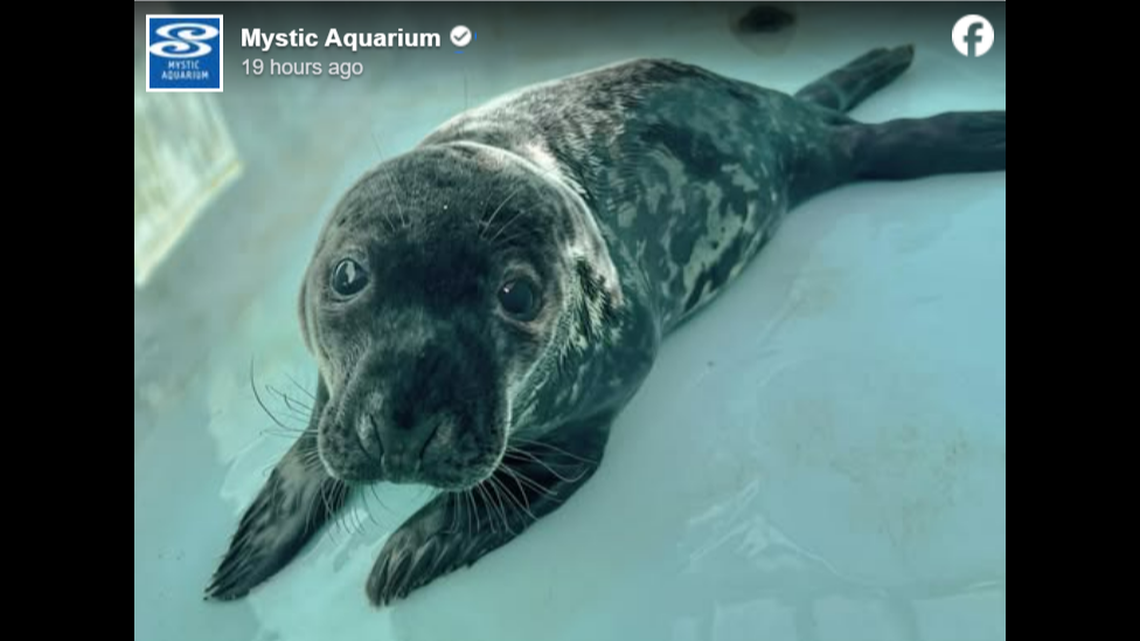 Chappy the baby gray seal died, Connecticut officials said.