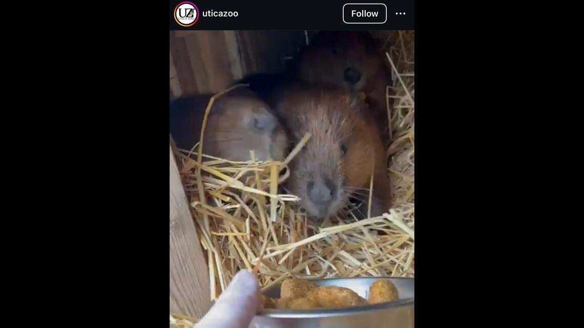 A beaver died after being hit by a car, a New York zoo said.