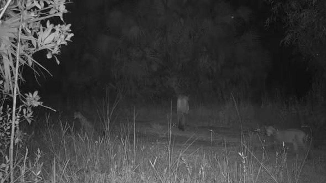 A wildlife photographer captured an adult female panther, FP266, on camera with her two kittens.
