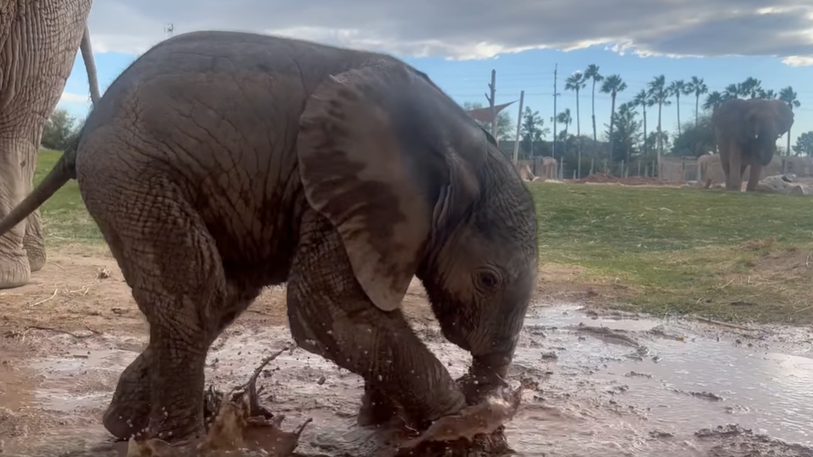A playful baby elephant is discovering the benefits — and the fun — of mud baths.