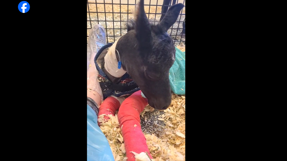The twin foals needed splints to straighten and stretch their legs because they had limited space in the womb, according to their owner.