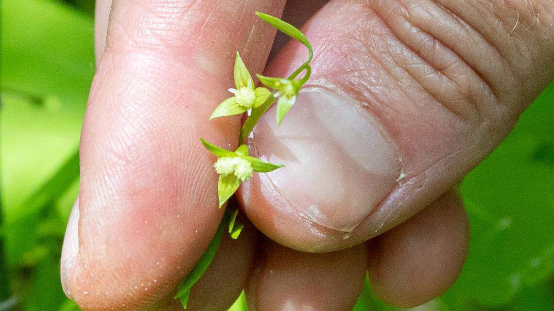 False mermaid-weed hadn’t been seen in Vermont in over a century, officials said.