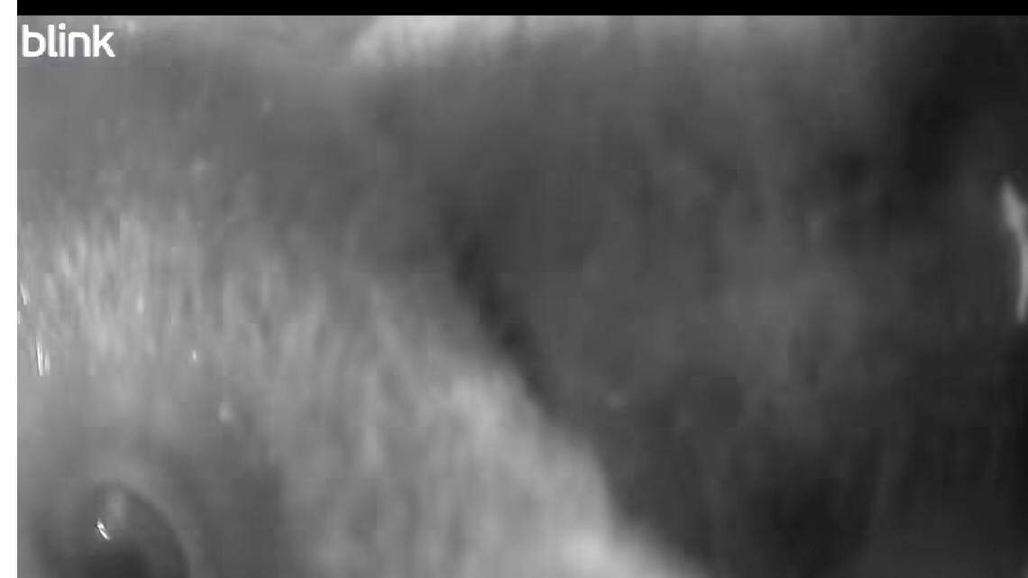 A bear snatched a trail camera in its mouth and recorded the whole thing, leading New Hampshire police right to the “suspect.”