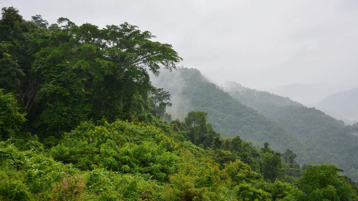 Four species of land snails were discovered to emit “continuous green light,” according to a new study. Previously, only one type of terrestrial mollusk was thought to be bioluminescent.