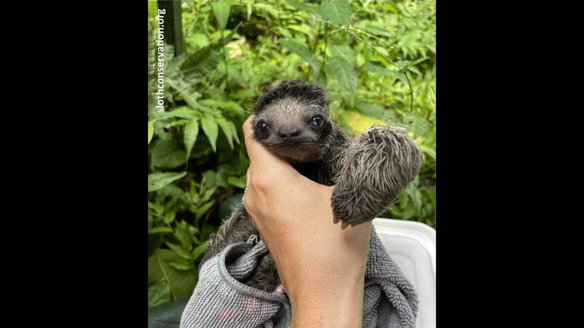 A three-fingered baby sloth was rescued in Costa Rica.