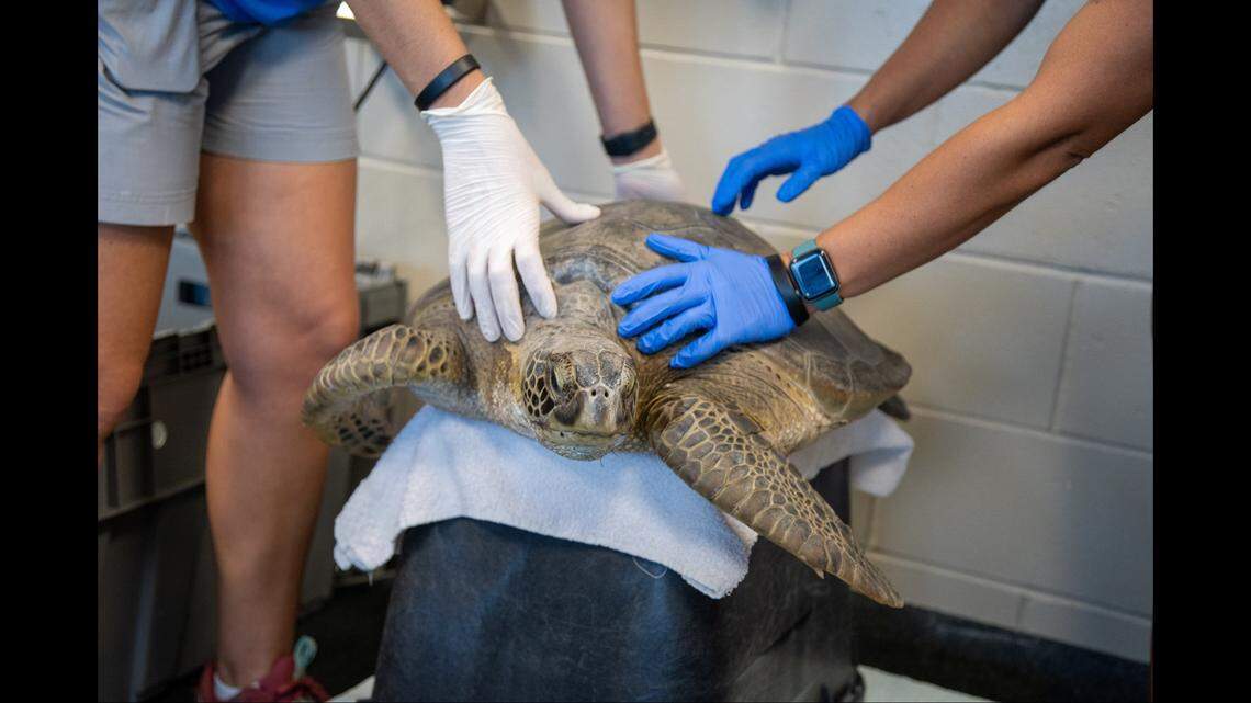 Rescuers with the the Florida Aquarium’s Sea Turtle Rehabilitation Center in Apollo Beach examined Buckley and found he was healthy despite his long journey.