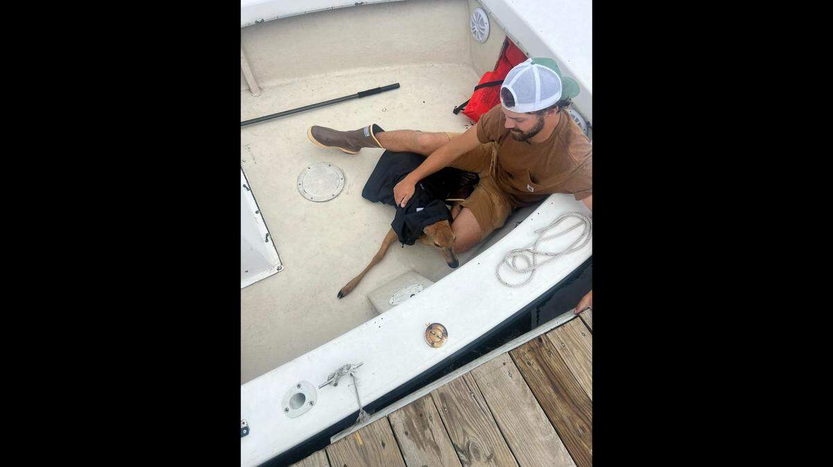 Two boaters rescued an exhausted deer found swimming in the ocean near Cohasset, Massachusetts police say.