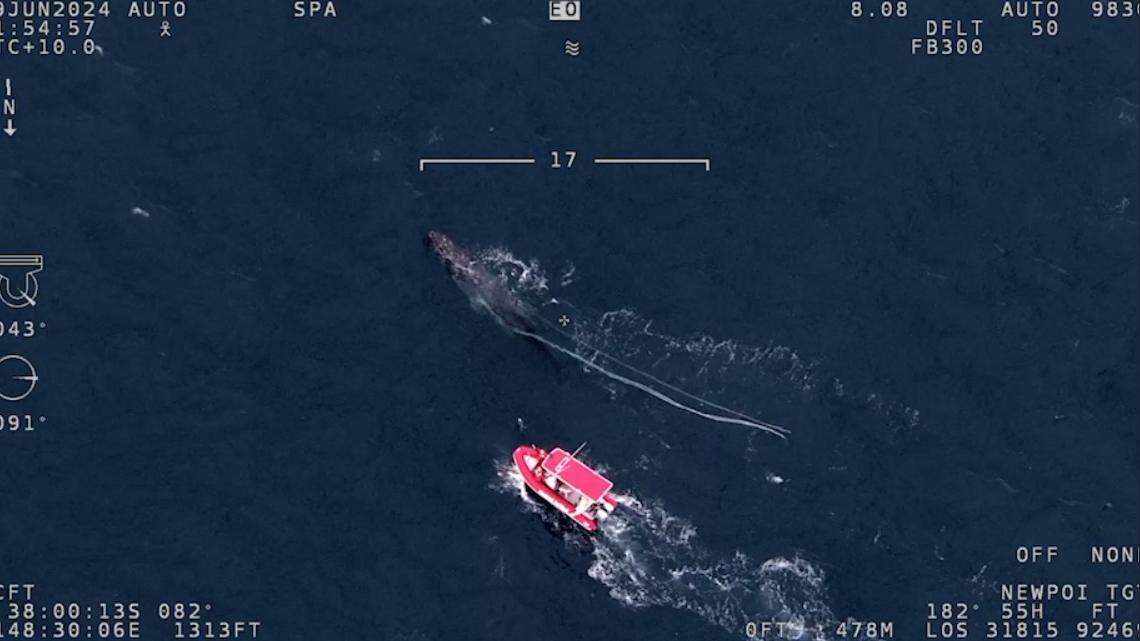 A humpback whale entangled in fishing gear was rescued off the coast of Australia, officials said. It may have dragged the gear “all the way from Antarctica.”